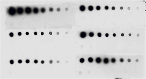 western blot